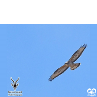 گونه سارگپه جنگلی European Honey Buzzard